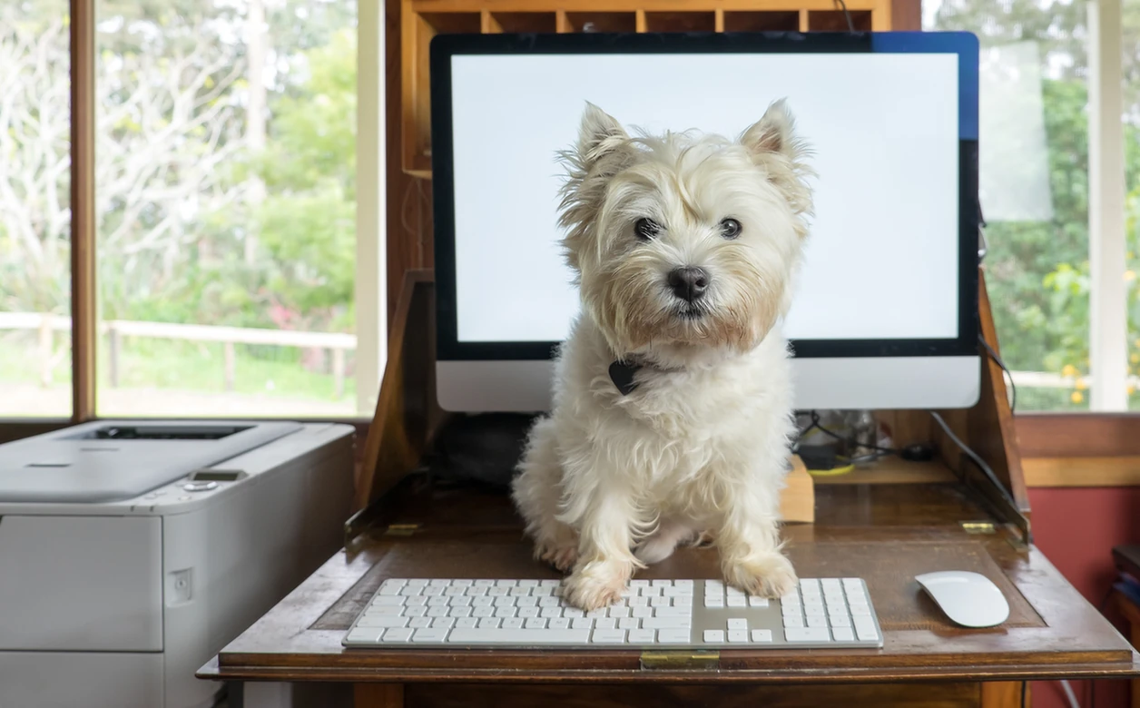Día de Llevar tu Perro al Trabajo